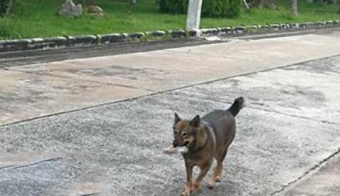 家犬越来越胖,主人偷偷跟踪,发现它竟冒充流浪狗骗吃骗喝 家犬越来越胖,主人偷偷跟踪,发现它竟冒充流浪狗骗吃骗喝