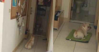 男主人公出来到,狗狗趴在大门口从零晨守到天明,再困也不肯睡! 男主人公出来到,狗狗趴在大门口从零晨守到天明,再困也不肯睡!