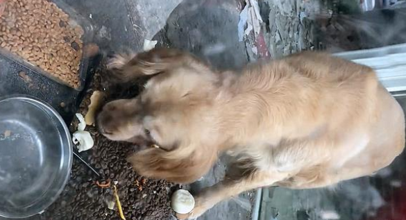 金毛犬被锁空房内，主人竟不知所踪，好心人的投喂让它重获新生