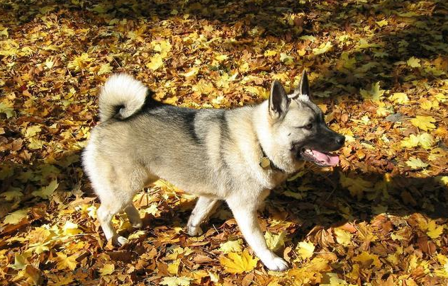想要养好挪威猎麋犬？饲养方法和禁忌了解一下！
