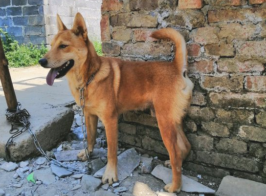 土狗的心理状态真棒，它每日都特高兴，并且看门还尽职尽责_宠界新闻