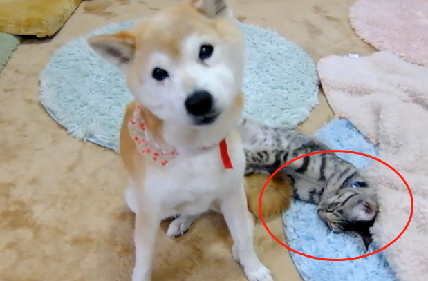 15岁的柴犬丧失爱人,結果它挑选了“仇敌”,主人:很心痛 15岁的柴犬丧失爱人,結果它挑选了“仇敌”,主人:很心痛