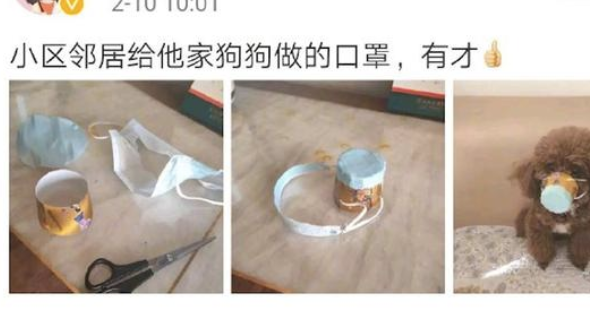 小泰迪戴不上人们的口罩,主人家亲自给它干了一个,狗:我如何用餐啊