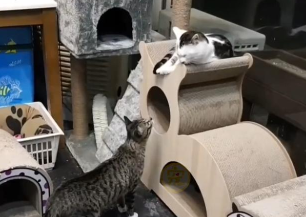 谁说猫咪不忠诚？宠物猫被弃养后，原地守候数天，等主人接它回家