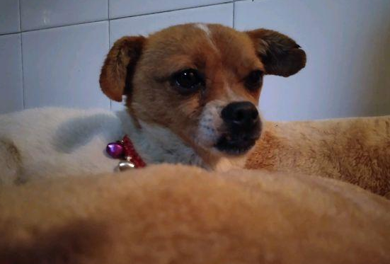 流浪犬饿坏了在垃圾池找吃的，女生喂个面包后，猛然想要收留