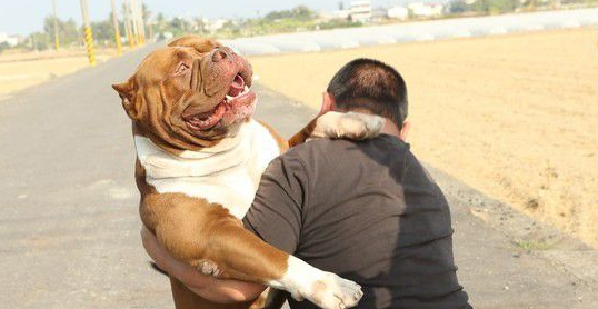 恶霸犬不要抱抱只要球球 逗趣可爱模样笑翻网友 恶霸犬不要抱抱只要球球 逗趣可爱模样笑翻网友