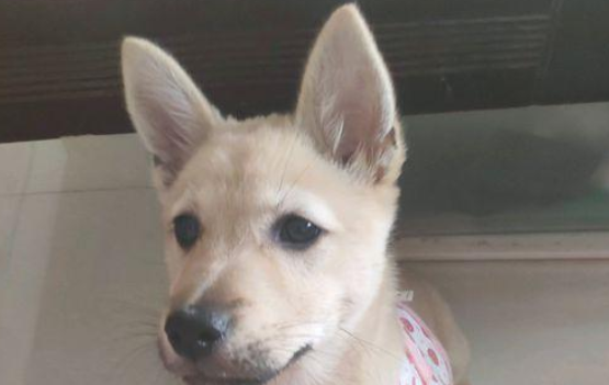 流浪犬宁可跳入水中也不肯信赖男孩儿，再度相逢，见到狗狗样子心痛