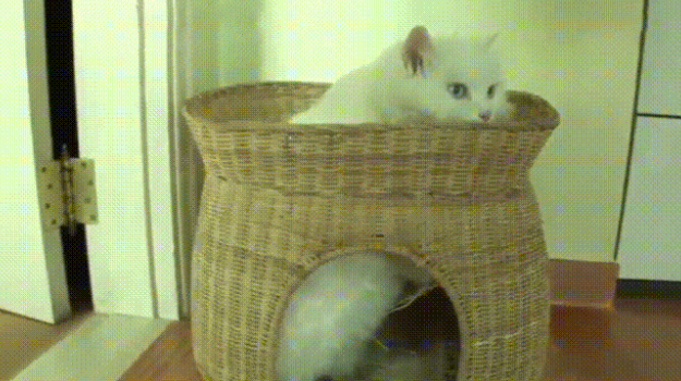 巨胖白猫压塌猫窝,连累下方花猫,猫:胖还不是你喂的! 巨胖白猫压塌猫窝,连累下方花猫,猫:胖还不是你喂的!