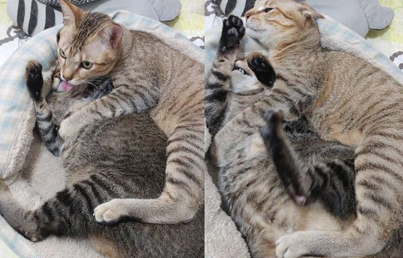 以前的三条街的街猫老大 现在被弟弟霸凌热情舔毛 以前的三条街的街猫老大 现在被弟弟霸凌热情舔毛