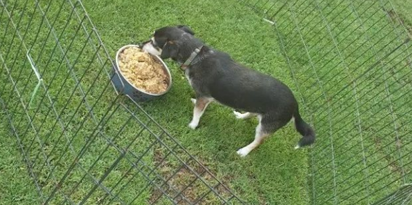 5五星级酒店厨师竟完全免费给流浪犬做食材，令人青柠檬的身后超暖人！