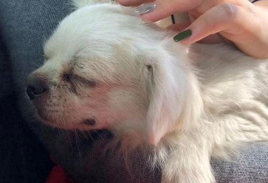 爱犬不相信主人离世 满眼泪水守老宅门前3天 爱犬不相信主人离世 满眼泪水守老宅门前3天