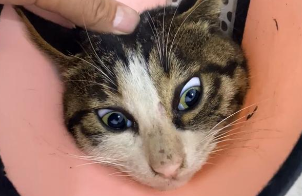 猫咪被车撞成重伤,医生建议安乐死,救助人一句话改变喵生 猫咪被车撞成重伤,医生建议安乐死,救助人一句话改变喵生