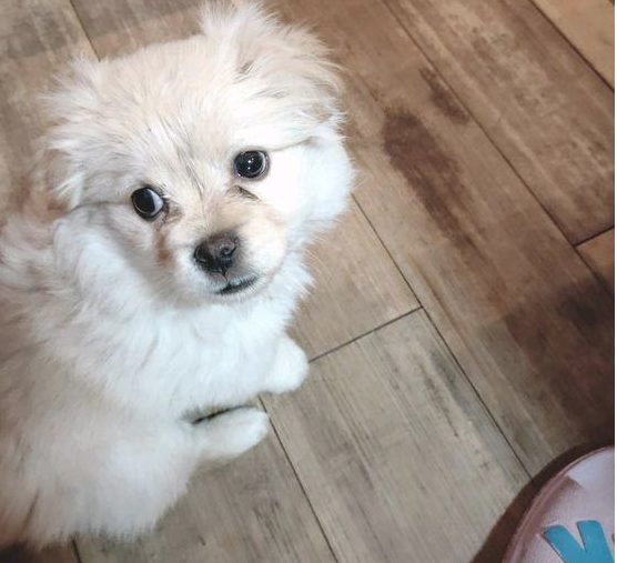 道上发觉只小流浪犬，狗狗露宿街头还遭驱逐，那一刻女生心痛坏掉