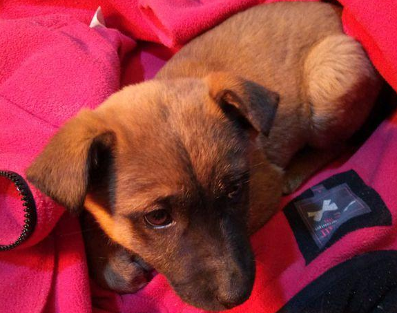 楼底下见到只流浪犬，女生回家后确实不忍心，再度见到它后红了眼圈