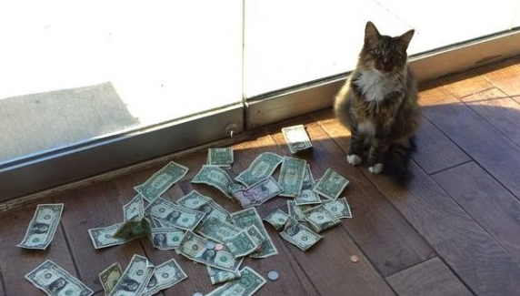 办公室猫咪会自己挣钱 居然是抢路人的纸钞!