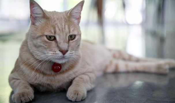 险些被遗弃的橘猫,被领养后又遭遇车祸,它用一年时间重新奔跑 险些被遗弃的橘猫,被领养后又遭遇车祸,它用一年时间重新奔跑