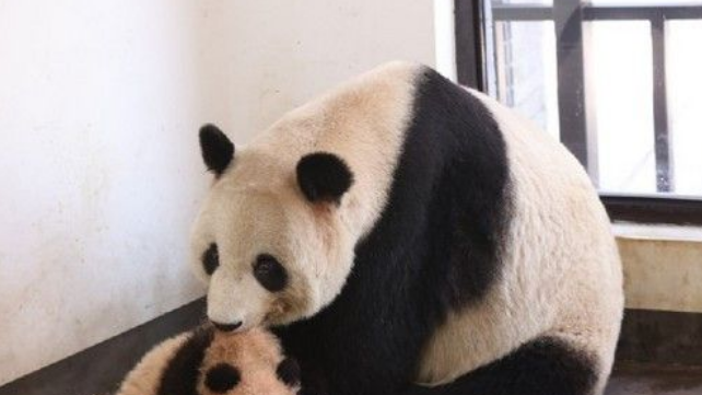 上海动物园熊猫帼帼骤逝 175天大女儿也离世