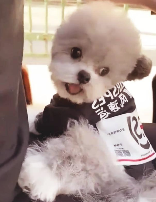 当代社会发展，大家的生活水准提升了，一些生活观念都是产生了挺大的转变，许多人全是添加了养动物的精兵。针对一些喜爱动物的人而言，养动物就是说一件益处多多的事儿，家有宠物欢乐多，养了小宠物之后，大家的生活也会产生挺大的转变，变得越来越幸福趣味。因而，很多的人都是选择自身喜爱的小宠物养着，守候自身，调整生活。