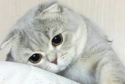 千万不要养这7种猫，简直就是在“烧钱”！