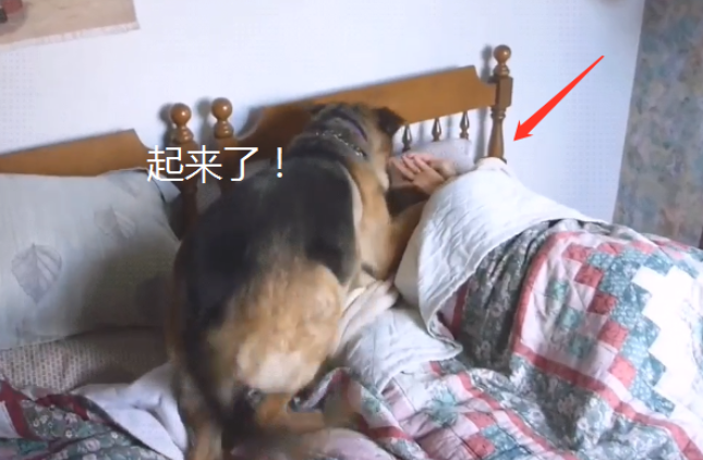 德牧当了女主角3年的“闹铃”，結果还被看不上