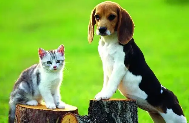 为什么我们觉得猫不如狗那么友善? 为什么我们觉得猫不如狗那么友善?