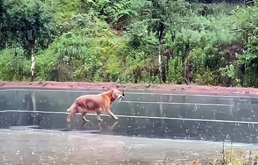 连续两次被抛弃的金毛犬,叼着牵引绳在雨中呜咽,狗:主人你在哪 连续两次被抛弃的金毛犬,叼着牵引绳在雨中呜咽,狗:主人你在哪