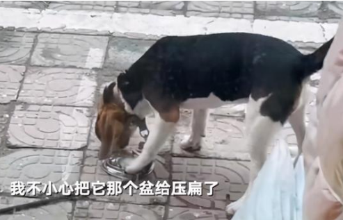 饭盆被主人压扁，狗狗都要委屈哭了：你看你干的好事！