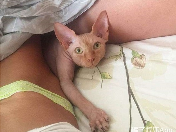 乌克兰辣妹网红给宠物猫纹身，结果惹怒了大批网友