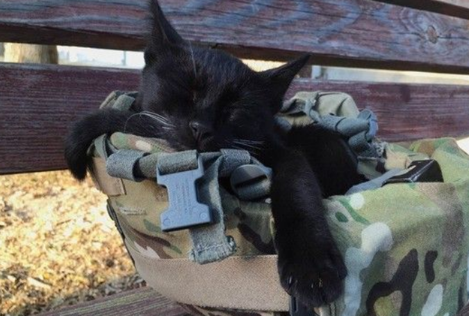 小黑猫天天陪美国兵站岗 霸占头盔霸气收服铲屎官 小黑猫天天陪美国兵站岗 霸占头盔霸气收服铲屎官