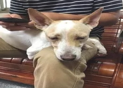 嘴馋狗偷吃了桌子上的一盘菜,主人却吓得把它送看医生! 嘴馋狗偷吃了桌子上的一盘菜,主人却吓得把它送看医生!