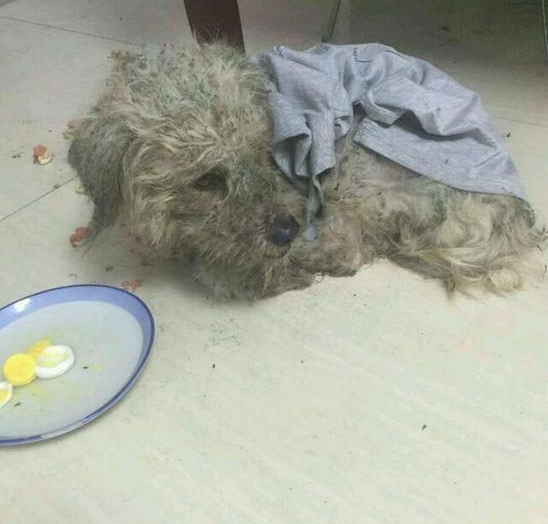 女孩爱心泛滥不听劝阻非要带流浪狗回家,结果到医院一检查吓坏了 女孩爱心泛滥不听劝阻非要带流浪狗回家,结果到医院一检查吓坏了