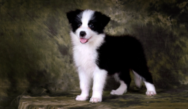 边境牧羊犬12种颜色