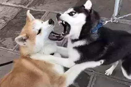 为什么很多人不建议养柴犬