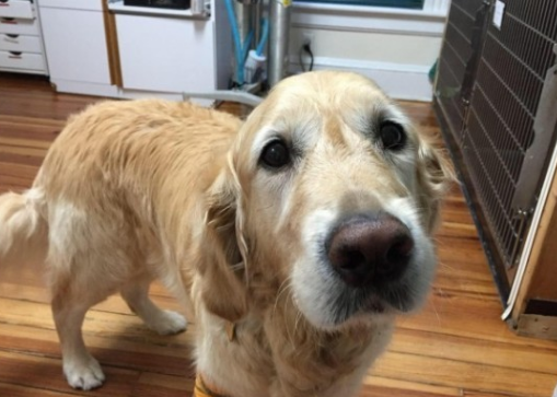 导盲犬舍生维护主人,受伤后保持微笑,还一直摇尾巴表达自身没事儿 导盲犬舍生维护主人,受伤后保持微笑,还一直摇尾巴表达自身没事儿