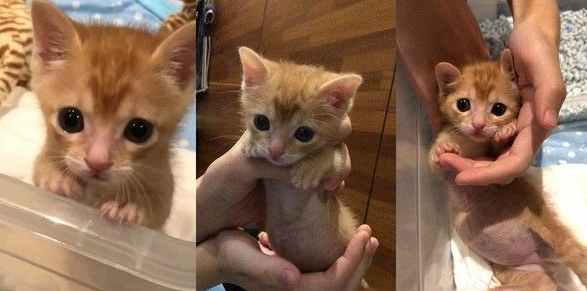 超级萌翻猫咪 每次拍嗝就会忘记收舌发呆