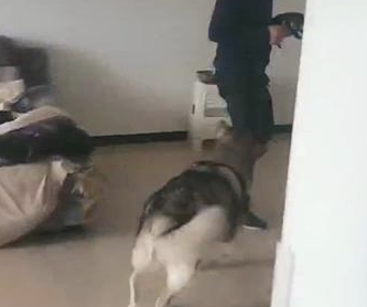 狗狗睡一觉醒来发现孩子少了一只，下一秒的姿势让主人笑喷 ！