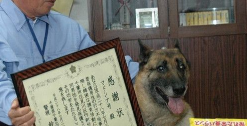 民养高龄警犬玛丹娜 找回失智的爷爷