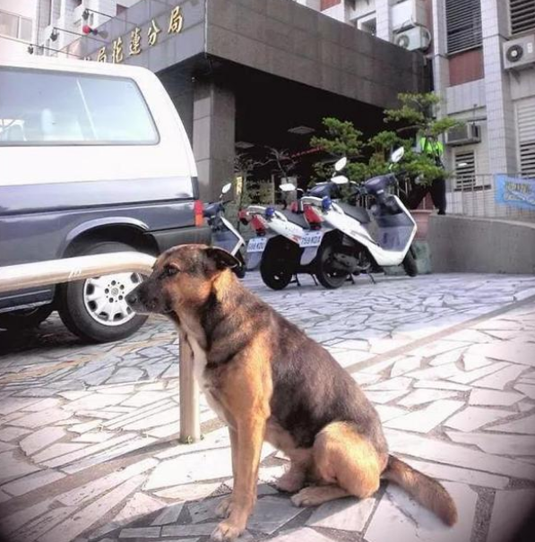 老狗被送收容所,为警局守了十年门没想到换来这样的结局! 老狗被送收容所,为警局守了十年门没想到换来这样的结局!