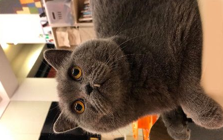 萌猫穿大号2XL超人装变紧身衣 魁武背影被拍下 萌猫穿大号2XL超人装变紧身衣 魁武背影被拍下