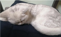 猫打完三联针后回来一直睡觉正常吗