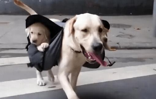 全能狗妈拉布拉多犬，竟带着宝宝出门遛弯，画面看着太温馨了