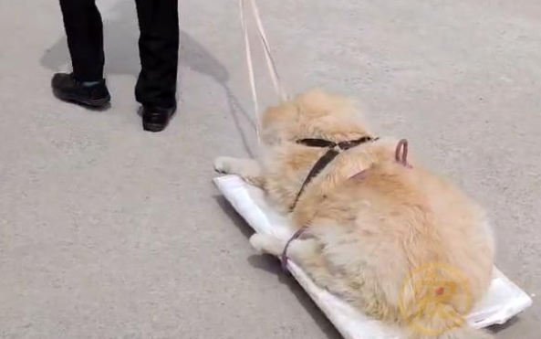 16岁狗狗无法行走,主人每天拉车带它遛弯,这才是真正的爱狗人! 16岁狗狗无法行走,主人每天拉车带它遛弯,这才是真正的爱狗人!