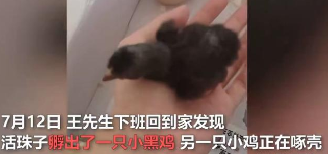 江苏男子网购活珠子,因天气炎热竟孵化出小鸡 网友:太幸运了! 江苏男子网购活珠子,因天气炎热竟孵化出小鸡 网友:太幸运了!