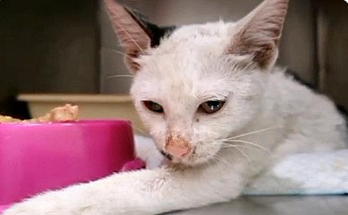 一直喂的小猫突然消失,被发现时奄奄一息,罪魁祸首竟是熊孩子 一直喂的小猫突然消失,被发现时奄奄一息,罪魁祸首竟是熊孩子