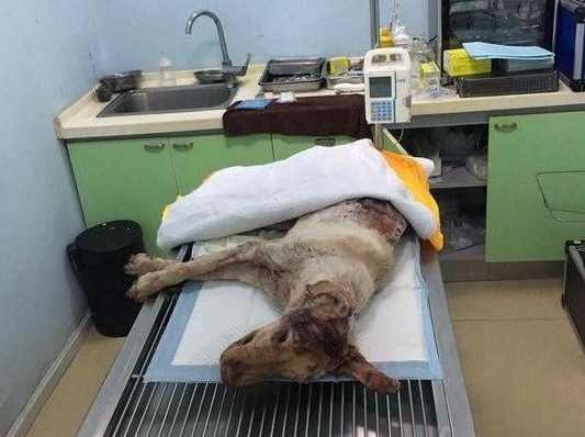 成都一金毛犬遭划70余刀死亡 郫都警方已介入调查 成都一金毛犬遭划70余刀死亡 郫都警方已介入调查