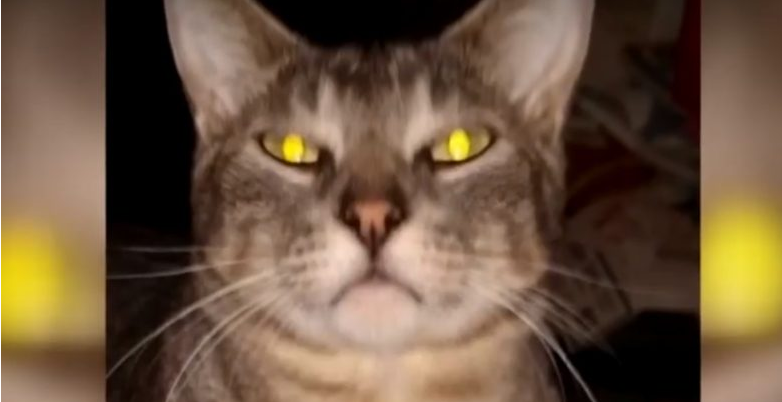 猫咪都是上帝派来的天使吗? 它为救主人自己命丧火场 猫咪都是上帝派来的天使吗? 它为救主人自己命丧火场