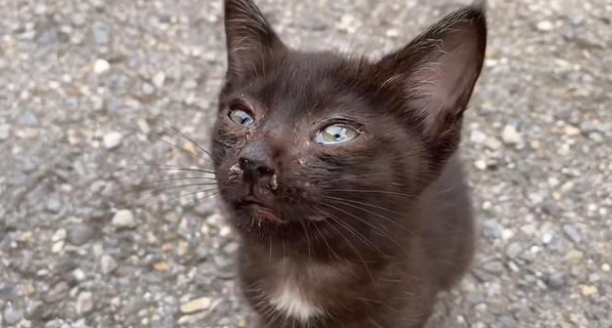 独自流浪的小黑猫，因一顿饭赖上人类小哥，猫：摸了我就得负责！