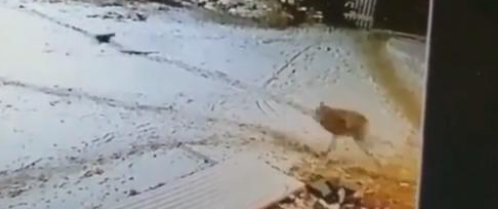 目睹2条爱犬被野狼咬死,农夫不顾危险近身肉搏,把野狼打惨 目睹2条爱犬被野狼咬死,农夫不顾危险近身肉搏,把野狼打惨