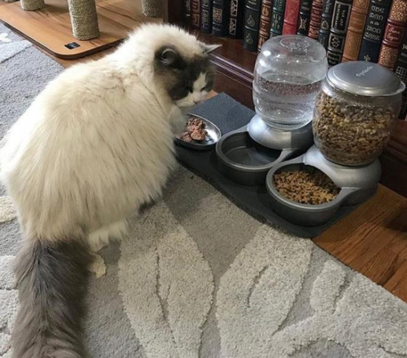 布偶猫因主人搬家遭遗弃，幸好遇到善良女孩，从流浪猫变“王子”