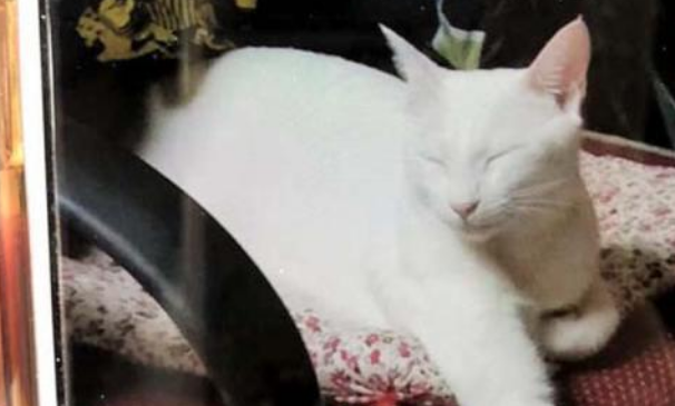 情侣分手，宠物猫竟像垃圾一样被丢弃，帮它找个新家就那么难吗？